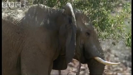How elephants keep themselves cool in the desert - Bbc animals 