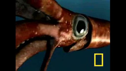 National Geographic - Sea Monsters 3