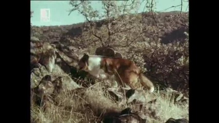 Ласи - Бг Аудио, Епизод (1965) - Lassie посреща предизвикателството [1/2]