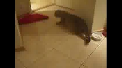 Луда Руска котка
