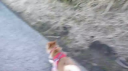 На разходка с кучетата 