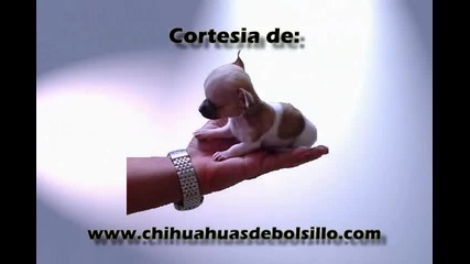 Миниатюрно сладко кученце порода - Chihuahua