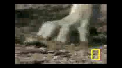 Кръво Изхвърващия Гущер