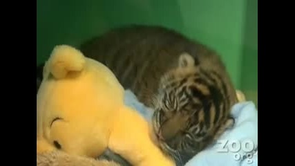 Сладко бебе тигър 