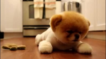 Boo the puppy falling asleep