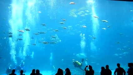 Най-големите световни аквариуми - Атланта