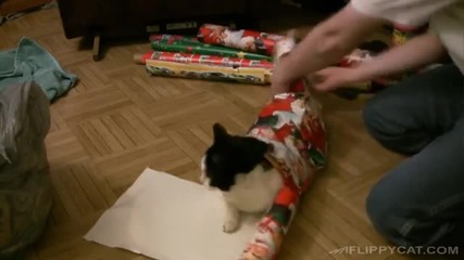 Как да опаковаме котка за Коледа
