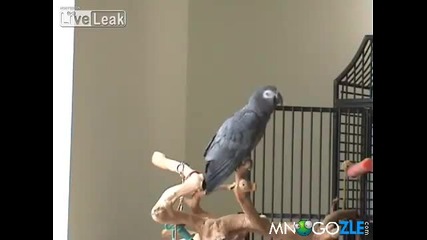 Папагалче пее позитивни песнички