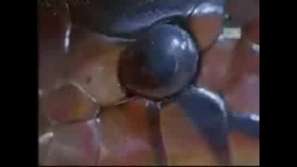 черношийна кобра и лъв