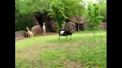 Ему срещу жираф 