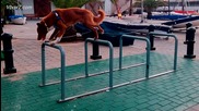 Кучето Ози балансира на стойки за велосипеди