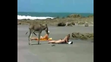 Много Много Смях
