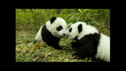 Международно опазване: Помогни на дивите панди