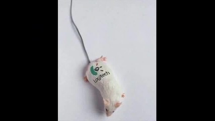 Смешни животни