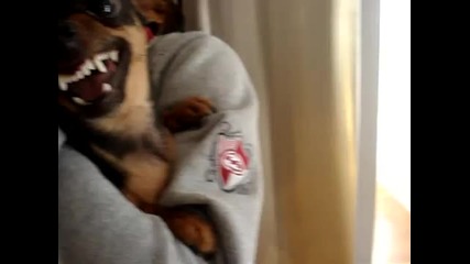 Devil Dog