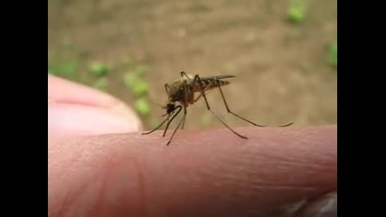 Вижте как комарът пие кръв от вас (отблизо) 