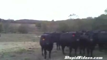 Най - добрата публика ... 
