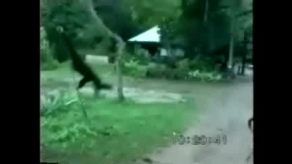 Маймуна Срещу Куче