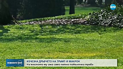 Изчезна дръвчето, което Тръмп и Макрон засадиха в Белия дом