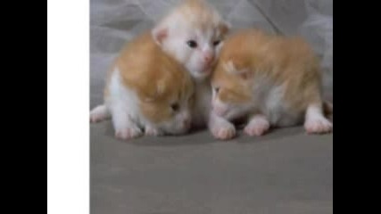 The Happy Cats