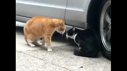 Две котки се карат + Превод ! :d