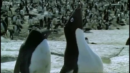 Penguin prostitution - Deep into the Wild - Bbc 