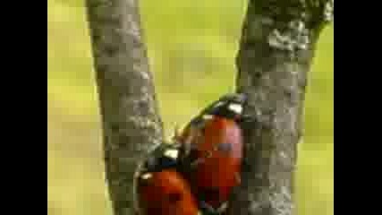 Секс С Калинки