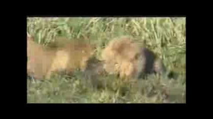 Lions Vs Hyenas 4 Hyenas Die