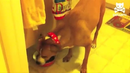 Малко кученце краде от храната на голямо куче когато не гледа