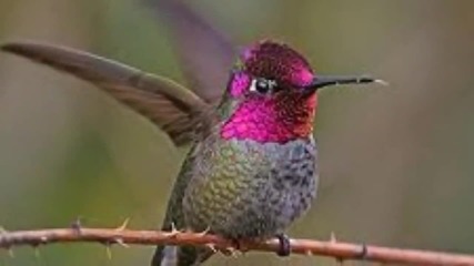 Beautiful Hummingbirds