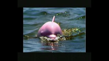 Съшествуват ли Розови Делфини - Discovered