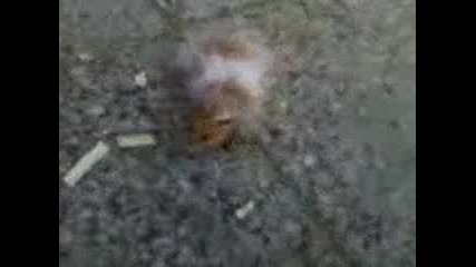 Видео - 0011