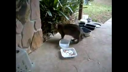 Каращи се Котки