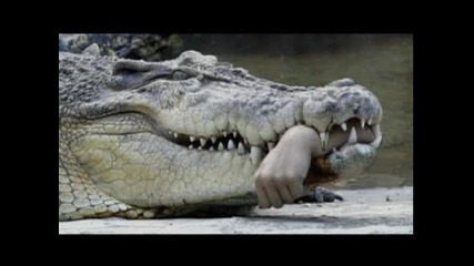 Потресаващо! Крокодил Откъсва Ръката На Човек