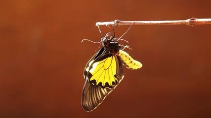 Ефектът на пеперудата ("Без багаж еп.39 трейлър)