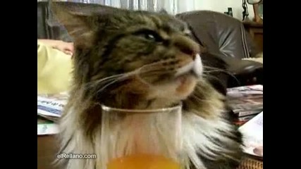 коте пило сок и заспало хърка смях !