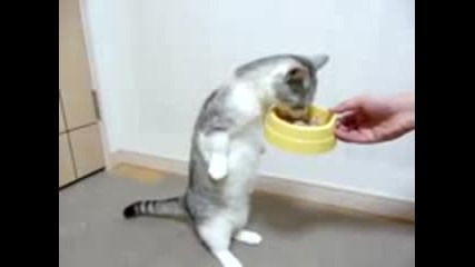 Смешно хранеща се котка