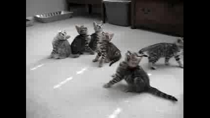 смешни малки бенгалски котенца 