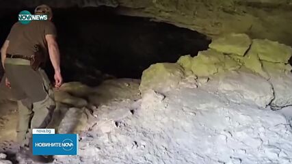 Хищникът, издирван в Шуменско, може да е мигрирал от Унгария или Сърбия