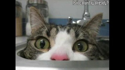 Смешни котки