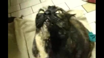 funny cat 