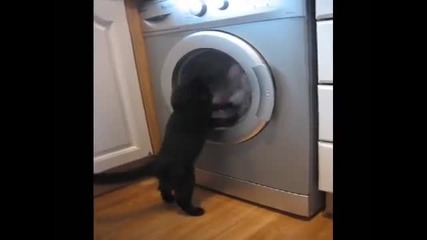 Смешна котка срещу пералня