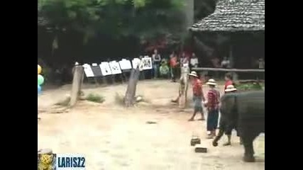 Слон по - точен от човека 