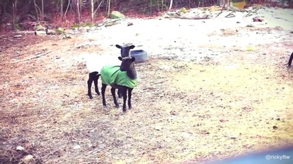 Skrillex - First of the Year Goat Edition