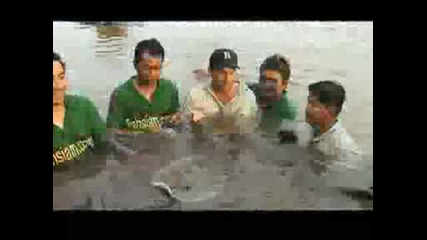 National Geographic - Gain River Stingrays Found