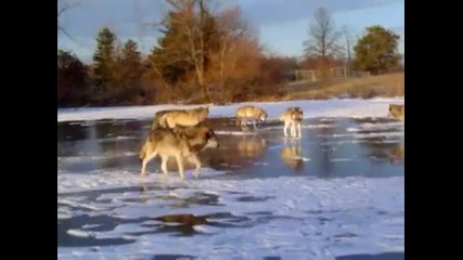 Вълци върху ледено езеро