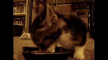 Сладко котенце, казва ям - ям докато яде! 