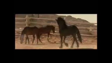 Horses - How To Save A Life