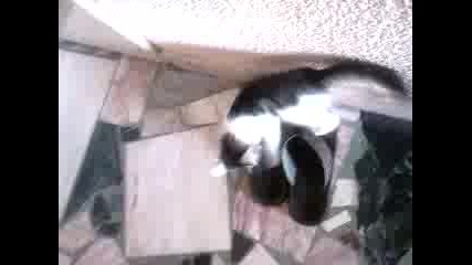 Котето Мади - трета част