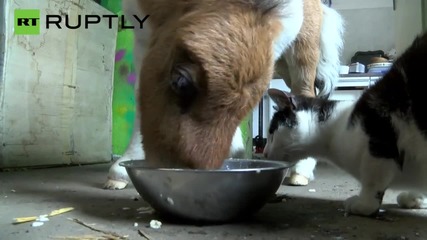 Meet the 18-Inch-Tall, Porridge Loving Minihorse Named Nicki